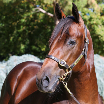 Lot 803: Ilovethiscity / Contamination