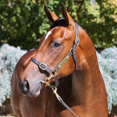 Lot 805: Doubtland / Crystal Lake