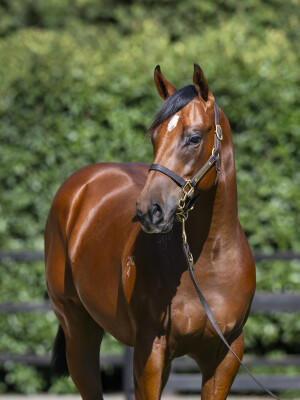 Lot 230: Exceedance / Never More Lady