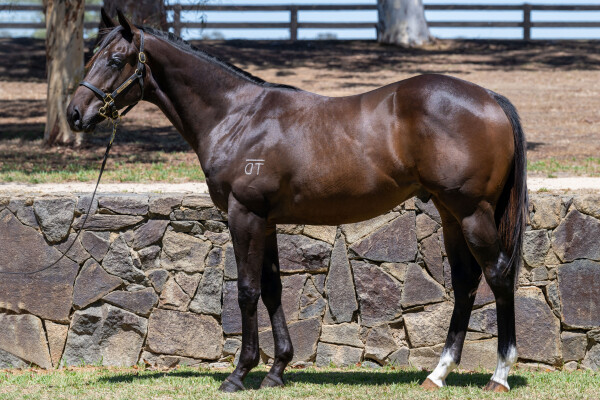 Lot 39: Pinatubo (IRE) / Estijmaam