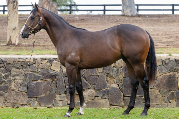 Lot 71: Daumier / Frictional