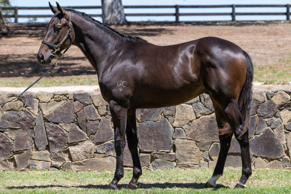 Lot 105: Ghaiyyath (IRE) / Hirondelle