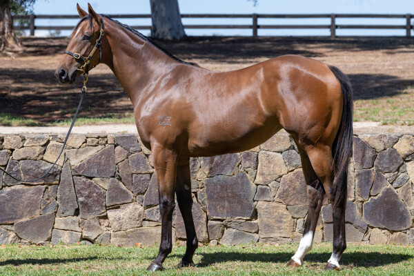Lot 121: Street Boss (USA) / Inahappydaze