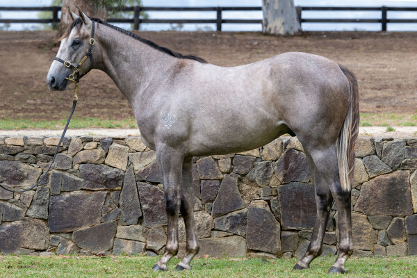 Lot 178: Kermadec (NZ) / Lucciola (IRE)