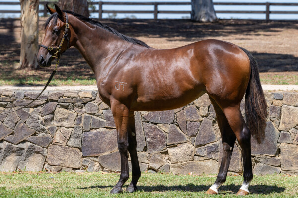 Lot 276: Dundeel (NZ) / Princess of Queens