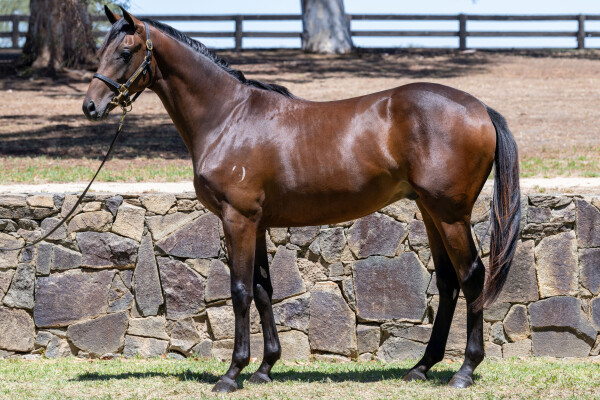 Lot 369: Adelaide (IRE) / Starspangled (IRE)