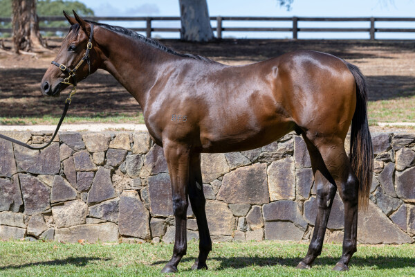 Lot 457: Too Darn Hot (GB) / Zoumatic