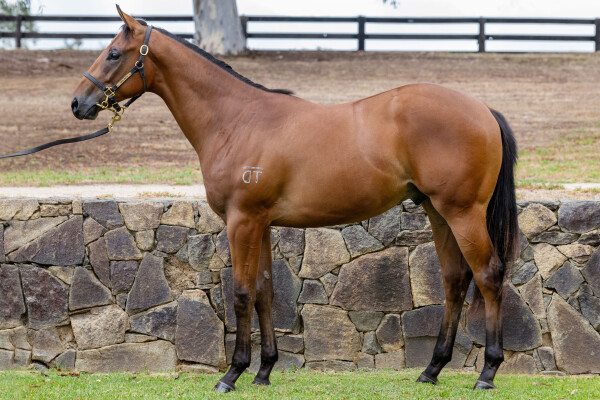 Lot 538: Hitotsu / Cadieux