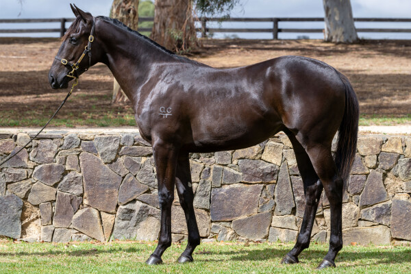 Lot 564: Brutal (NZ) / Command More