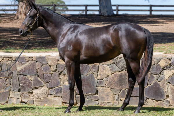 Lot 631: Peltzer / Instinctly