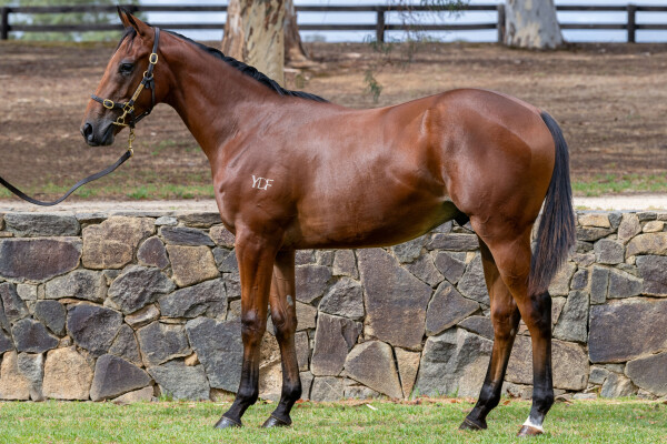 Lot 668: Blue Point (IRE) / Mountain Breath (GB)