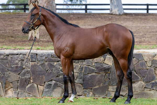 Lot 751: Daumier / Varuska (NZ)