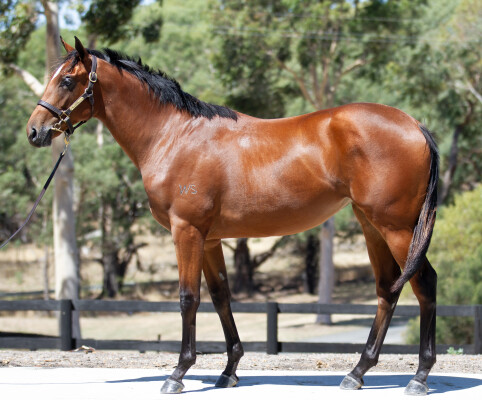 Lot 248: Shamus Award / Our Sunny Girl (NZ)