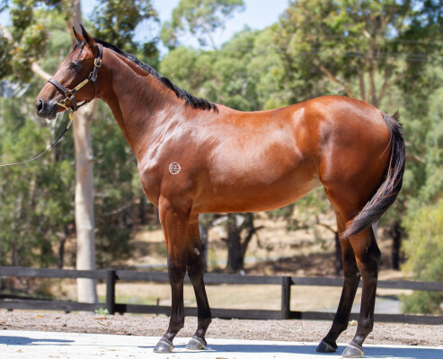 Lot 456: Shamus Award / Zombie Witness