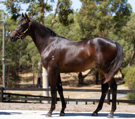 Lot 681: Shamus Award / Pink Champagne