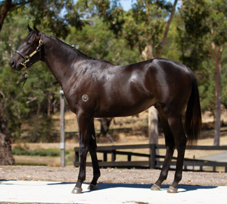 Lot 468: Shamus Award / Ambers Chant