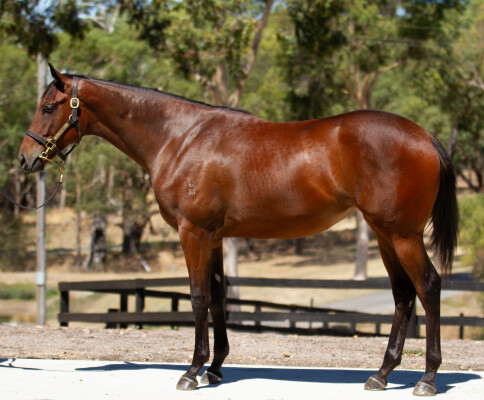 Lot 502: Shamus Award / Bellahro
