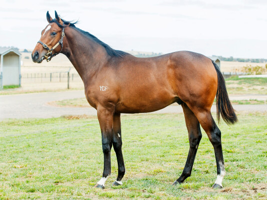 Lot 6: Ghaiyyath (IRE) / Darcy's Law (NZ)