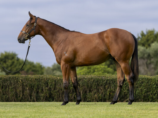 Lot 111: Bivouac / Humma Mumma