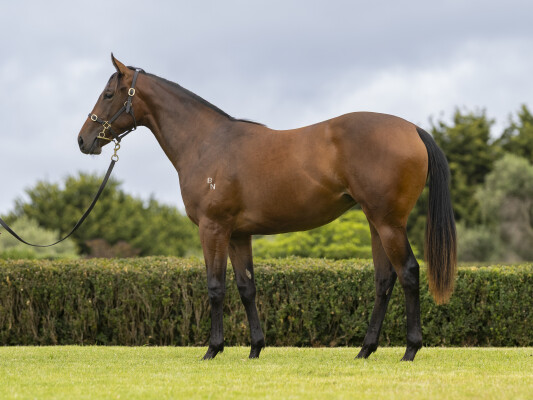 Lot 315: Stay Inside / Screenager