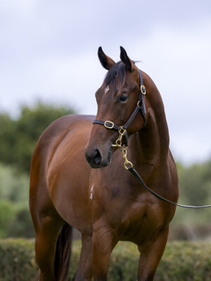 Lot 315: Stay Inside / Screenager