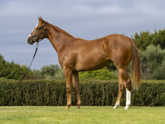 Lot 372: Paulele / Strata Lady (NZ)