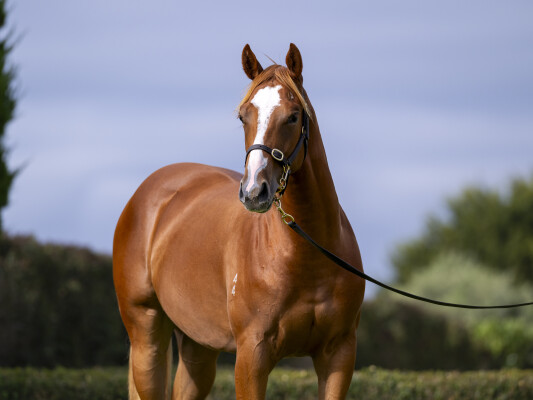 Lot 372: Paulele / Strata Lady (NZ)