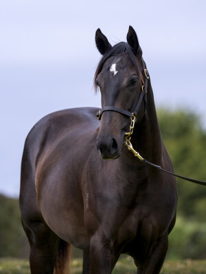 Lot 453: Artorius / Zesty Belle