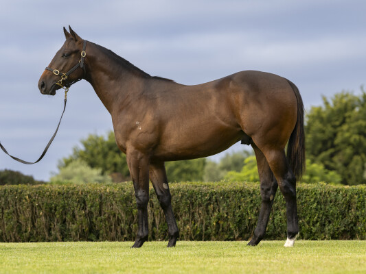 Lot 493: Blue Point (IRE) / Attracted