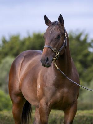 Lot 493: Blue Point (IRE) / Attracted