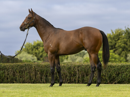 Lot 650: Hanseatic / Lonesome