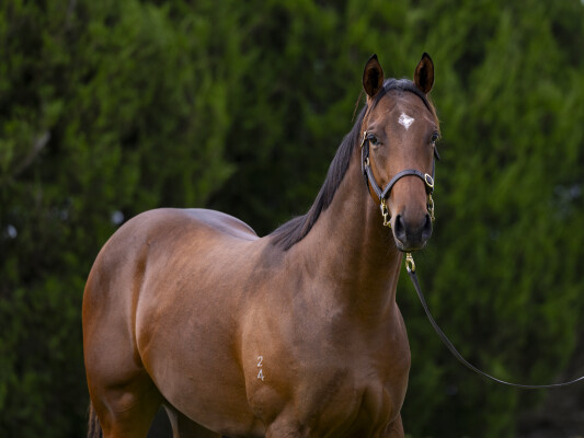 Lot 650: Hanseatic / Lonesome