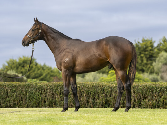 Lot 652: Tassort / Lumic