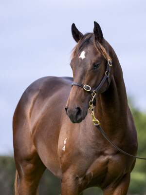 Lot 652: Tassort / Lumic