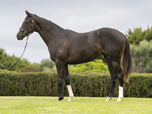 Lot 773: Bruckner / Autumn Zest