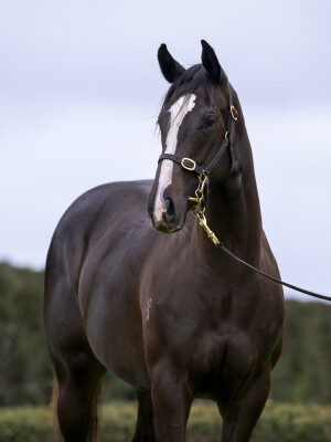 Lot 773: Bruckner / Autumn Zest