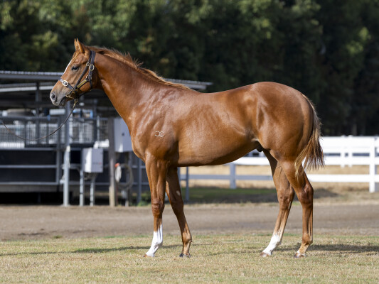 Lot 31: Jacquinot / Embark