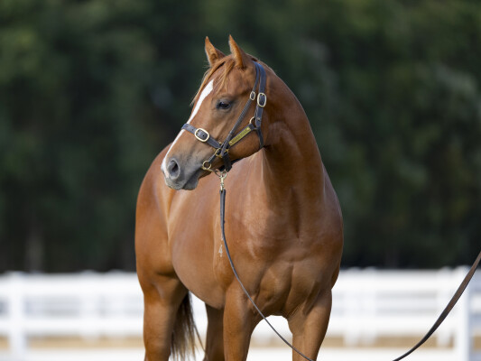 Lot 31: Jacquinot / Embark