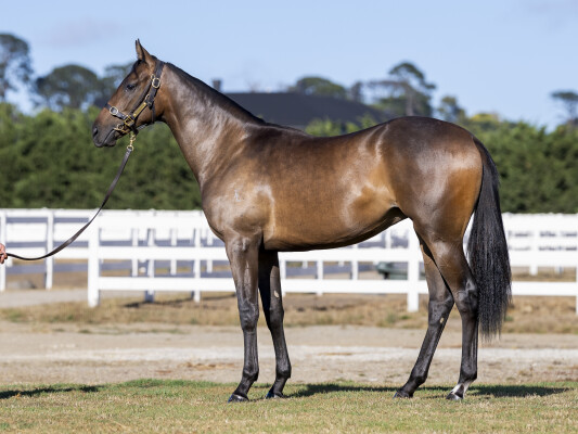 Lot 432: Shamus Award / Wabi Sabi (JPN)