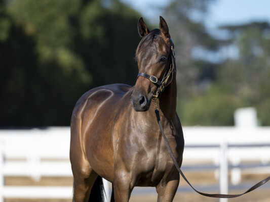 Lot 432: Shamus Award / Wabi Sabi (JPN)