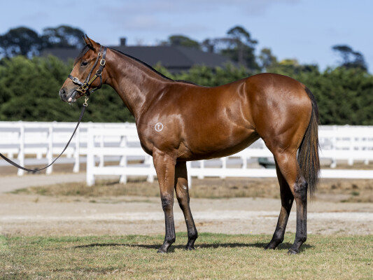 Lot 593: Tagaloa / Dundeel Star