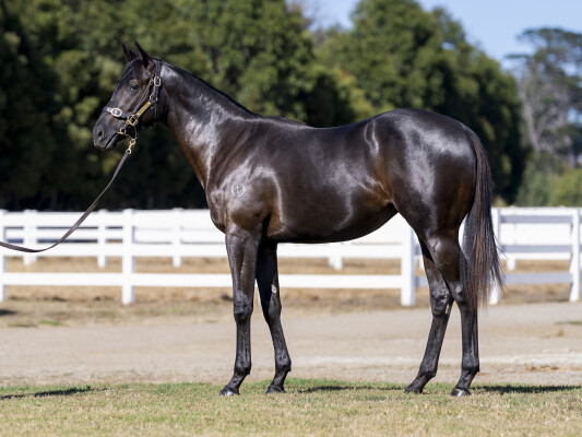 Lot 599: Diatonic (JPN) / Excuse Me