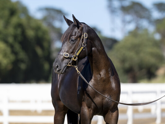 Lot 599: Diatonic (JPN) / Excuse Me