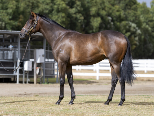 Lot 642: So You Think (NZ) / Kylia (USA)