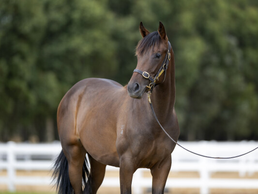 Lot 642: So You Think (NZ) / Kylia (USA)