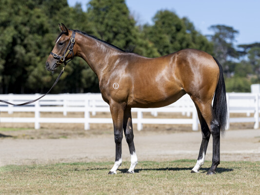 Lot 688: Alabama Express / Pure