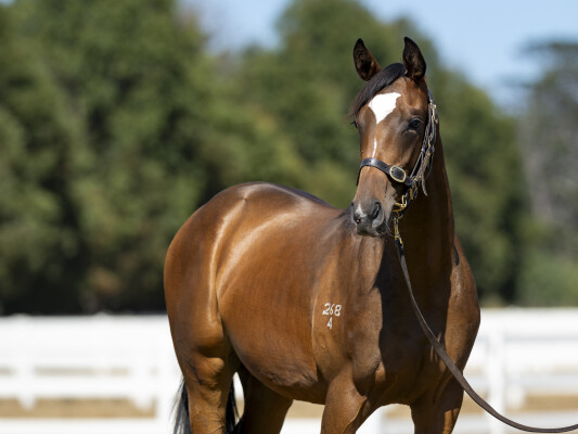 Lot 688: Alabama Express / Pure