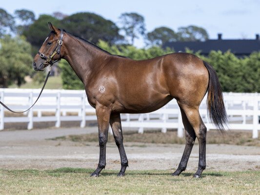 Lot 699: Lucky Vega (IRE) / Sacred Snow