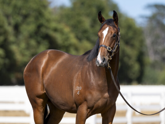 Lot 699: Lucky Vega (IRE) / Sacred Snow