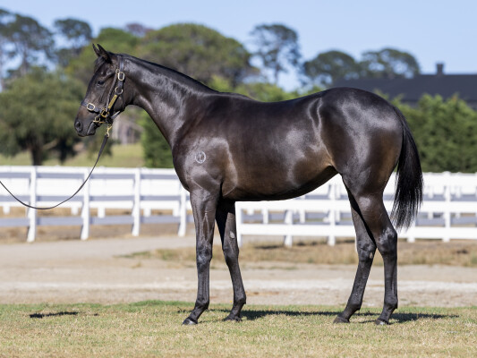 Lot 778: Tagaloa / Best Episode